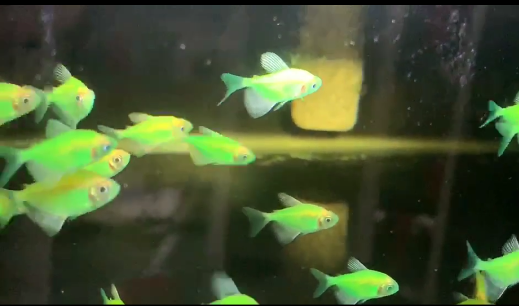 七夕水族青苹果天使灯鱼群游小型热带观赏鱼草缸造景新手