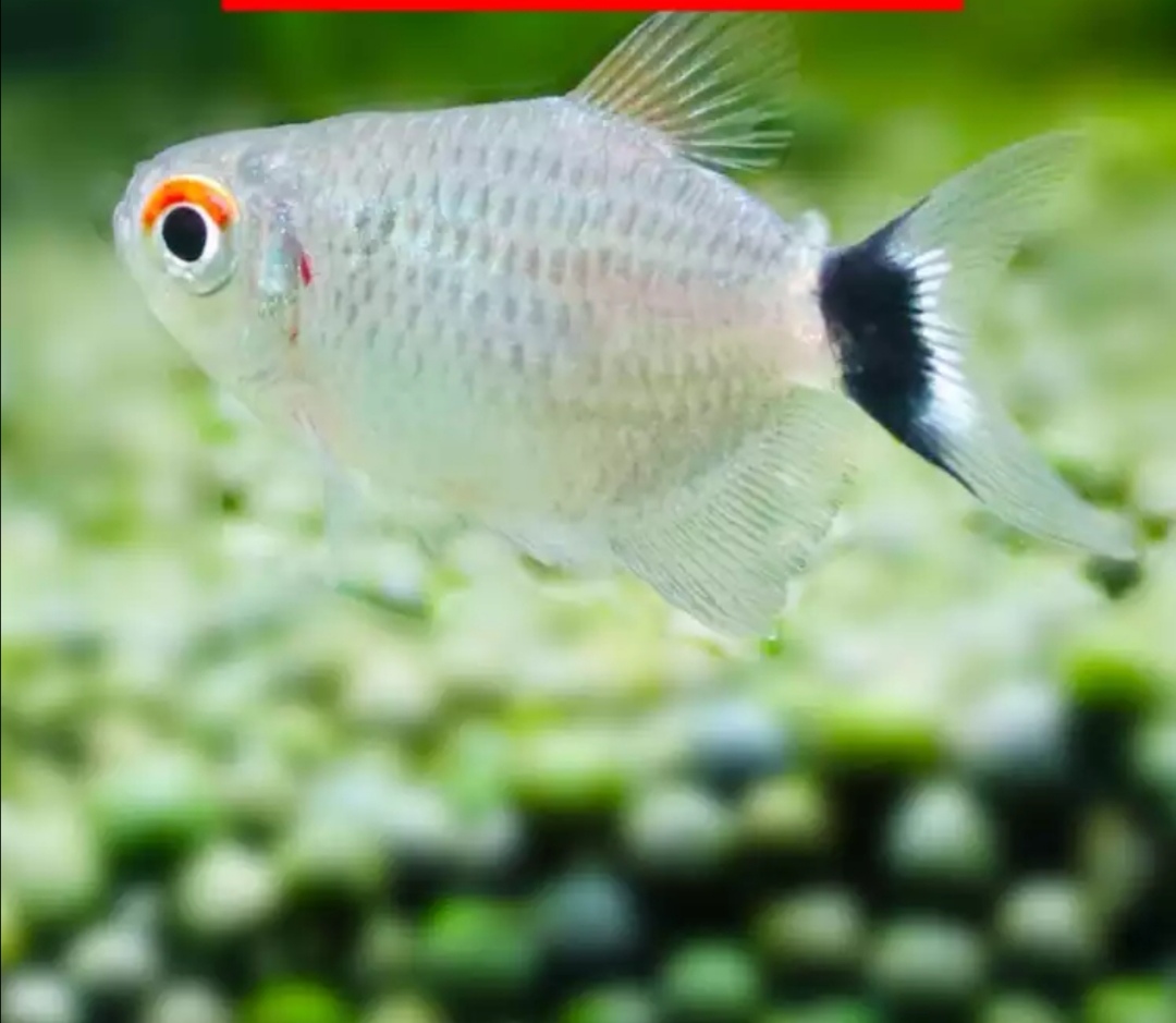 新品七夕水族银屏球灯热带鱼活体观赏鱼淡水小型鱼