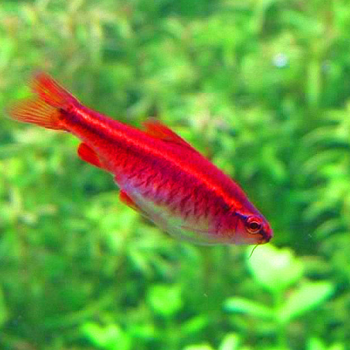 七夕水族红樱桃鱼群热带鱼小型活体淡水观赏观赏鱼鱼