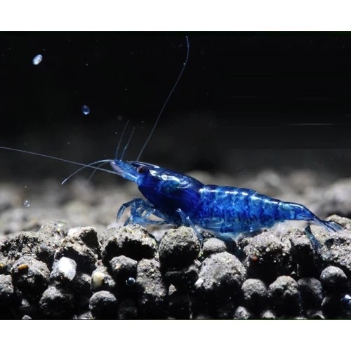 七夕水族蓝宝石观赏虾米水草造景新手混养藻虾虾