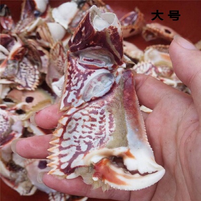 带点大号元宝蟹蟹脚蟹钳面包蟹逍遥馒头蟹沙蟹梭子蟹