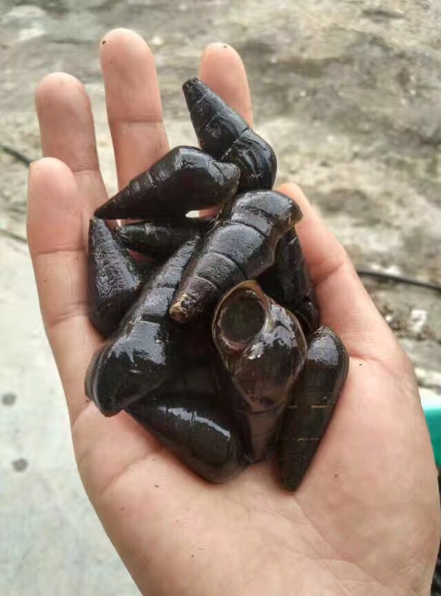 2020新鲜野生山坑螺泉水螺长尾螺清甜爽口美味3斤装顺丰包邮