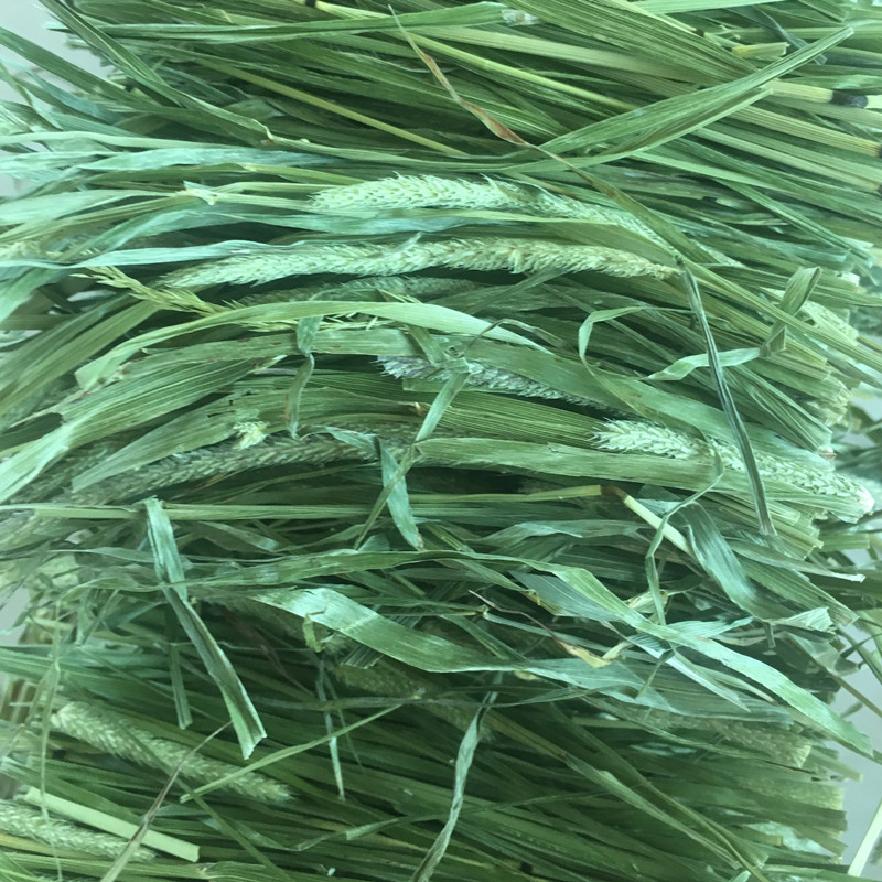 甘肃北提烘干提摩西草500g袋装草段龙猫豚鼠宠物牧草天然磨牙提草