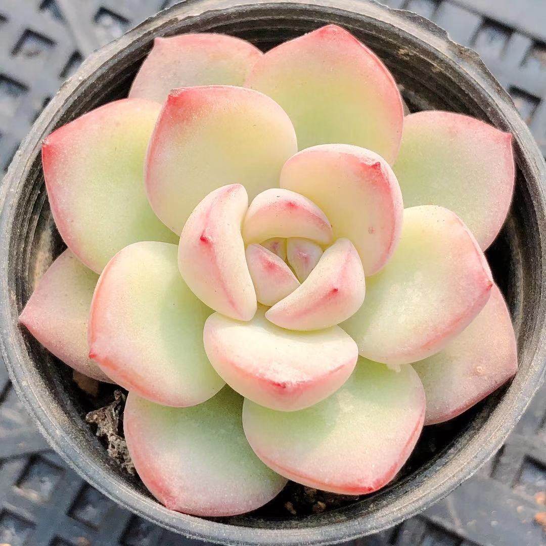 精品多肉一物一拍轰动草莓泡芙多肉阿玛贝利贵货萌肉 花羊派