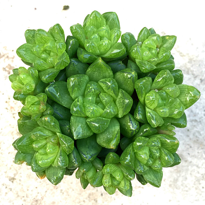 萱萱多肉植物园水晶玉露群生阳台绿植花卉甲醛多肉植物