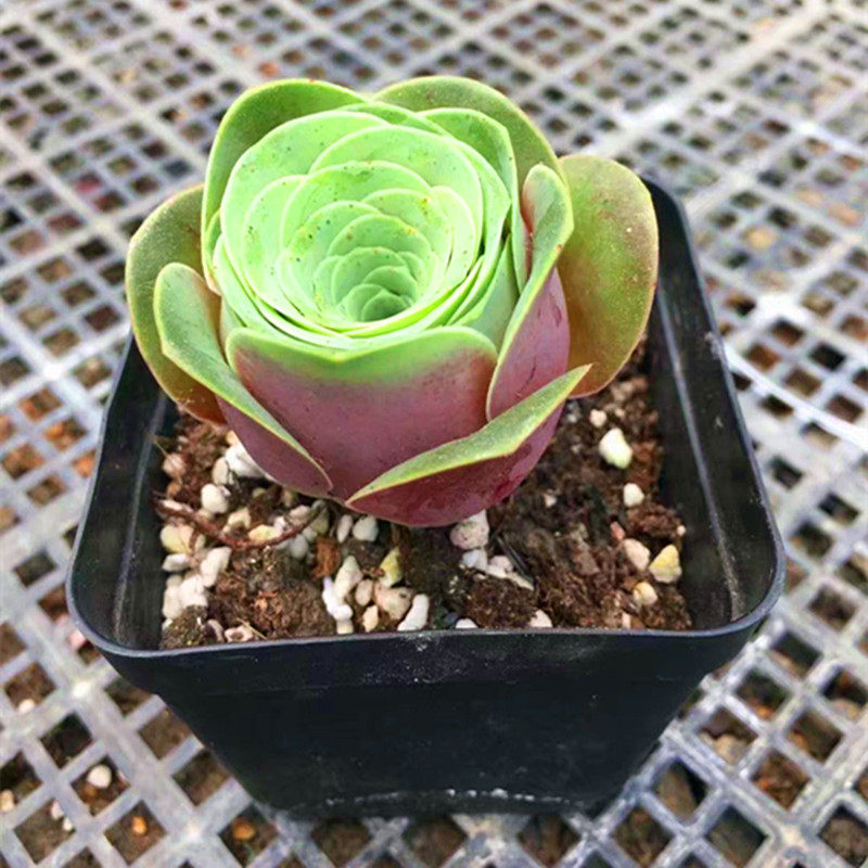 萱萱多肉植物园热卖新品粉色耶罗玫瑰状态好花多肉植物