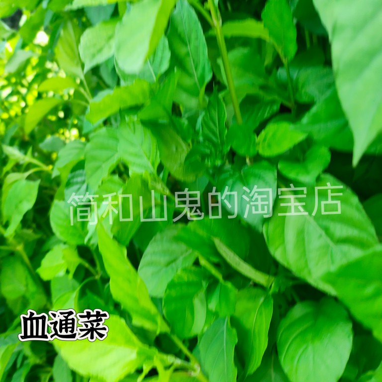 多年生血通菜绿线叶好十万错酒店特色养生野菜贵族 保修菜贵妃菜