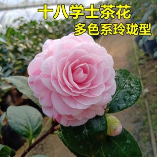 十八学士茶花盆栽经典名贵品种粉底白底多色系树苗玲珑型花卉好养