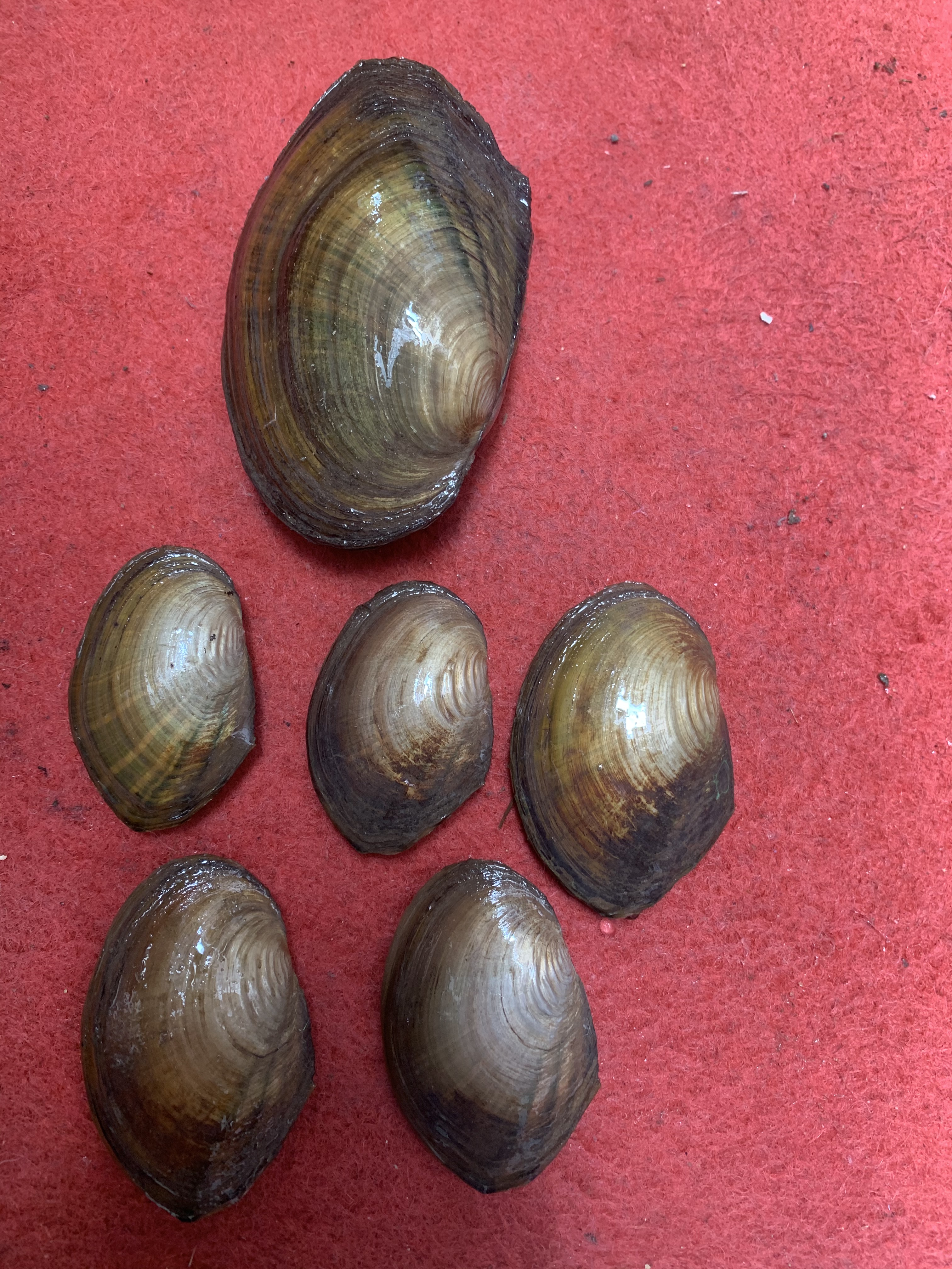 河蚌活体淡水河贝过滤藻类水族观赏河蚌鱼缸净化水质鳑鲏繁殖