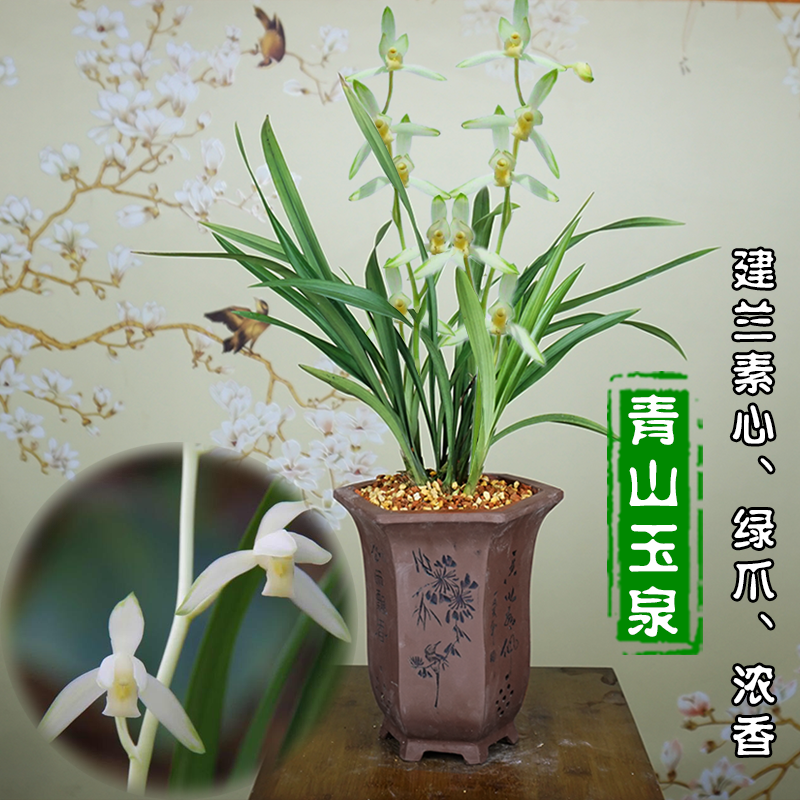 建兰四季青山玉泉兰花苗带花苞老种盆栽植物特浓香型稀有品种名贵