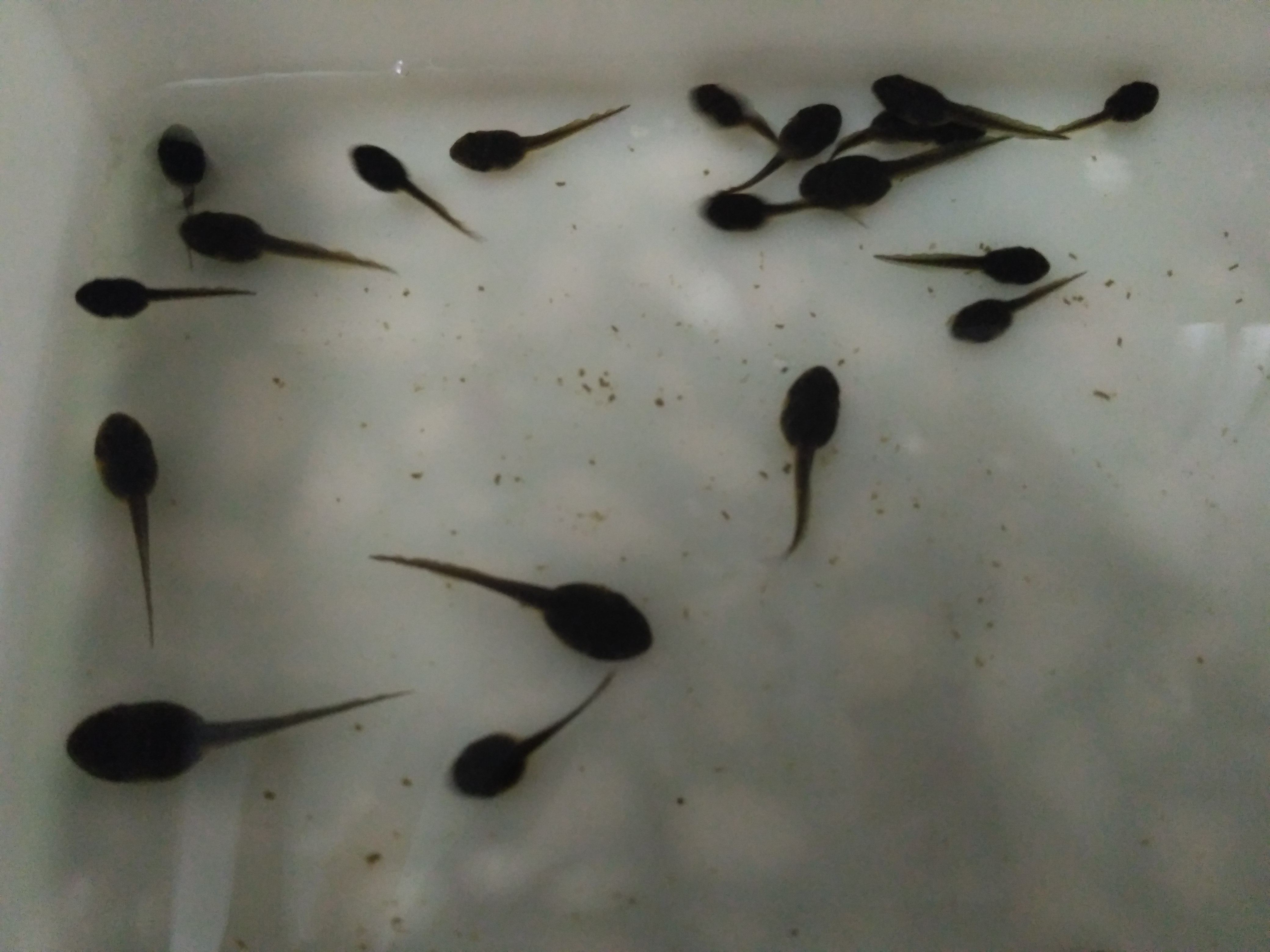 暖春战疫特百惠套装活体青蛙蝌蚪苗儿童活体教材农资水产养殖宠物