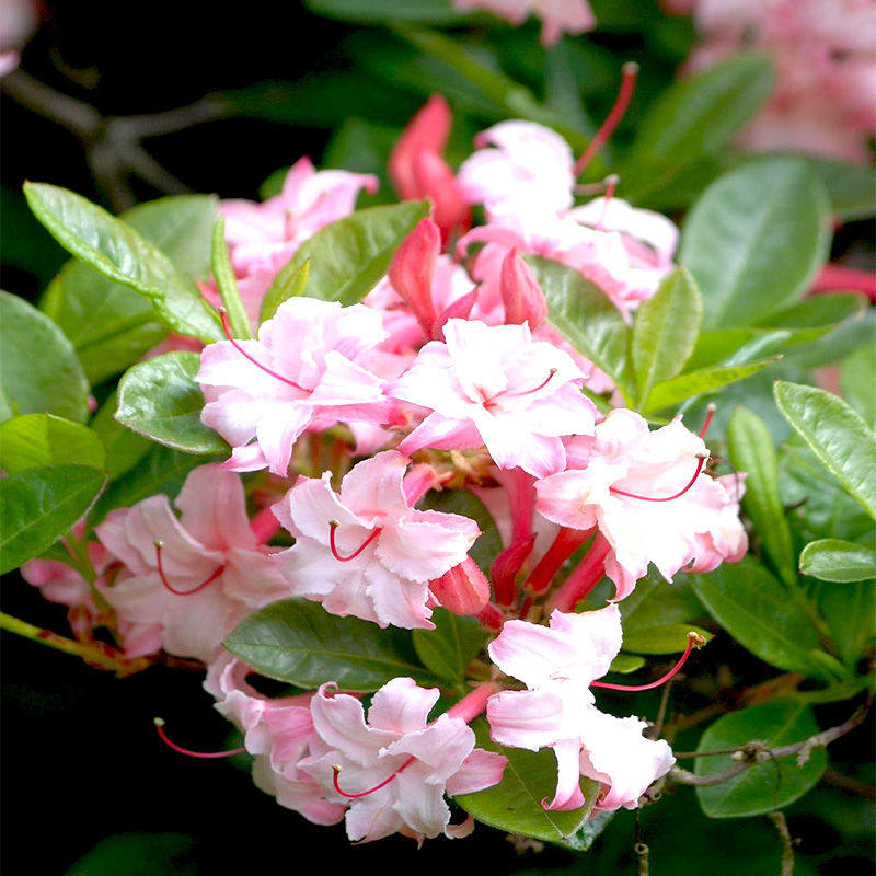 私拍随机发货 烈香杜鹃 映山红 紫花杜鹃直播间一物一拍 盆景素材