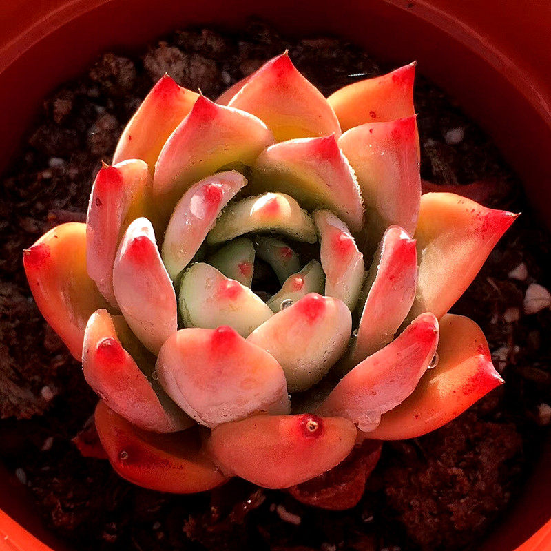 布兰迪 血斑周正单头进口多肉植物办公室组合小盆栽精选一物一拍