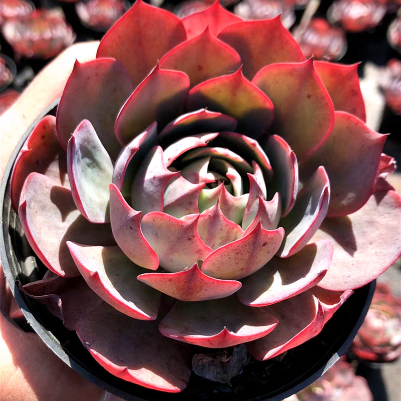 阿美星 薄叶系周正单头群生易爆盆进口多肉植物组合办公室盆栽