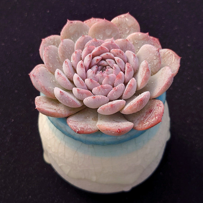 恩宠 格瑞斯新品糖心小包子多肉植物组合小盆栽花园办公绿植一物