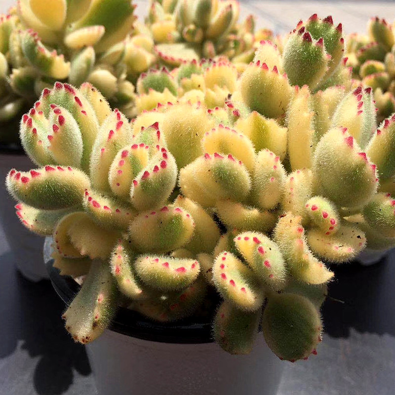 白熊 熊童子熊爪红指甲白锦绒毛系多肉植物盆栽一物一拍基地直发