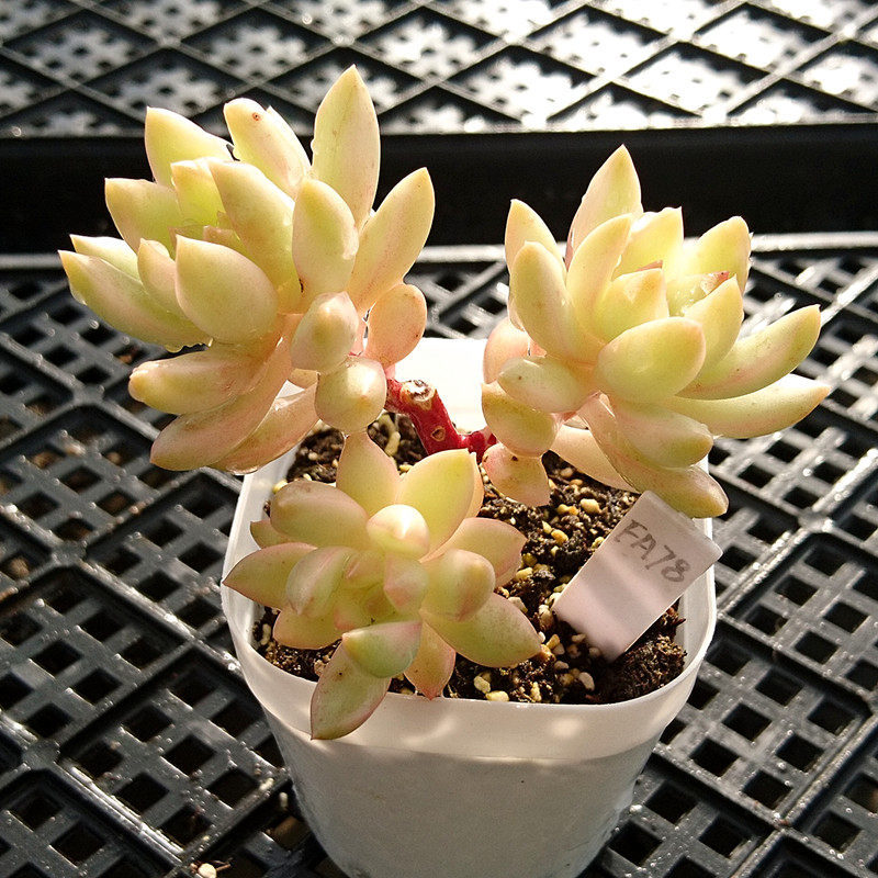 黄丽锦 自然锦稀奇组合多肉植物办公室阳台趣味花园盆栽一物一拍