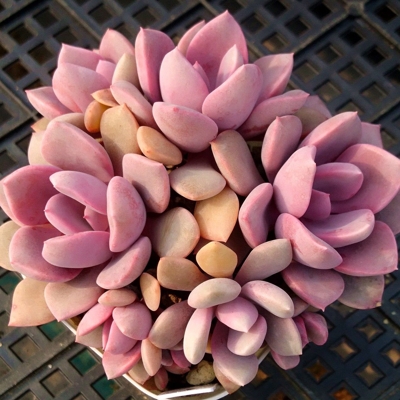 黛比 粉色系多肉植物肉嘟嘟组合小盆栽花园办公绿植一物一拍