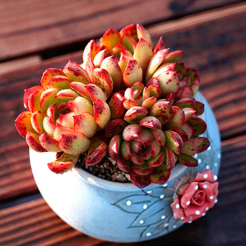 宝莉安娜 保利安娜果冻色血斑多肉植物办公室微景观盆栽