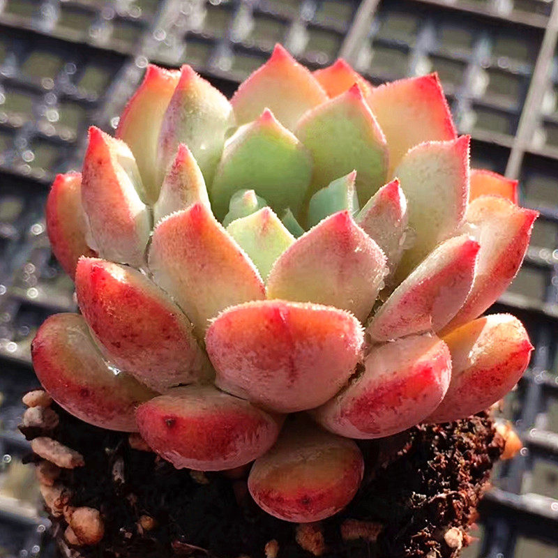 雪锦 进口稀有少见带绒毛系多肉植物办公室组合盆栽精选一物一拍