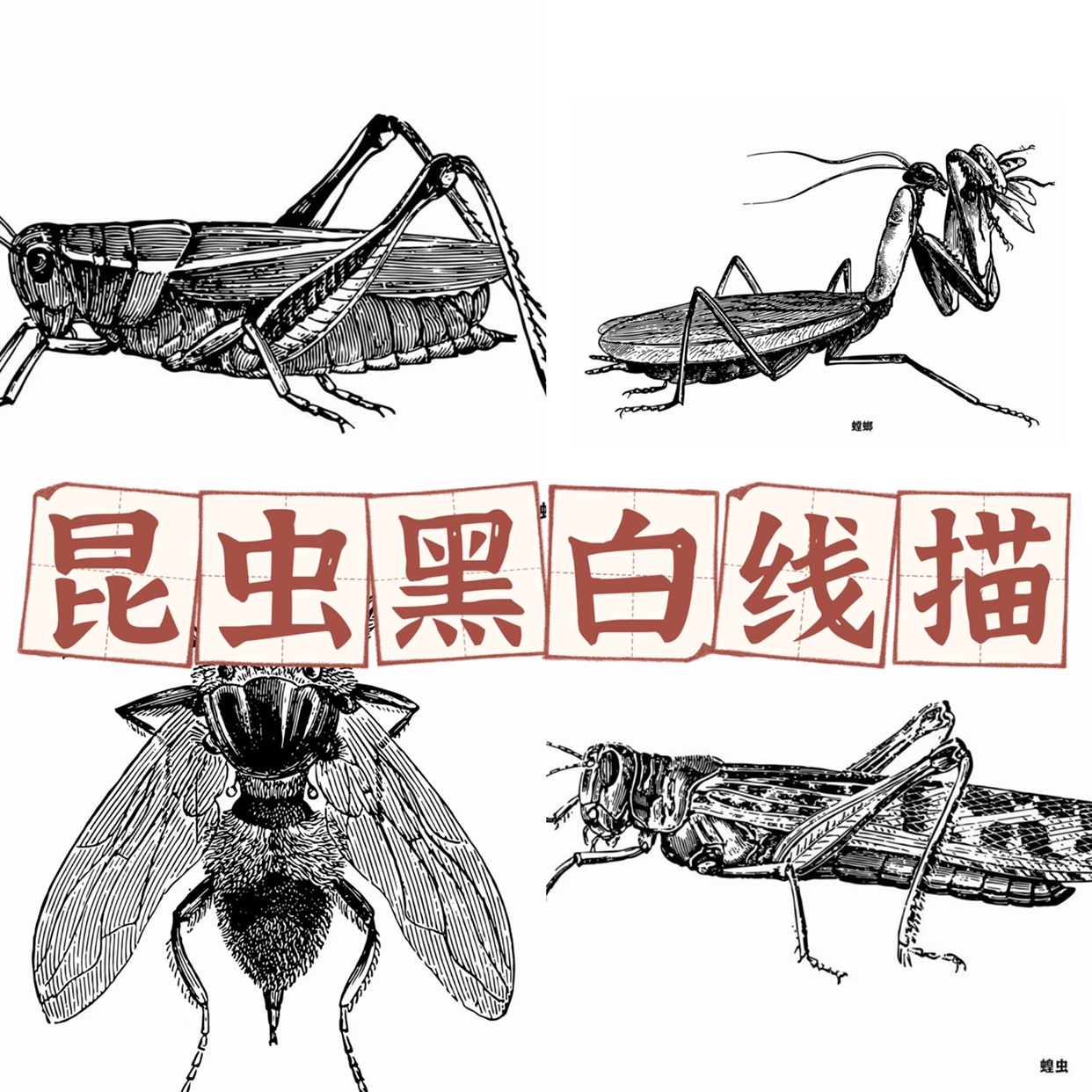【32】昆虫黑白线描图片素材66张