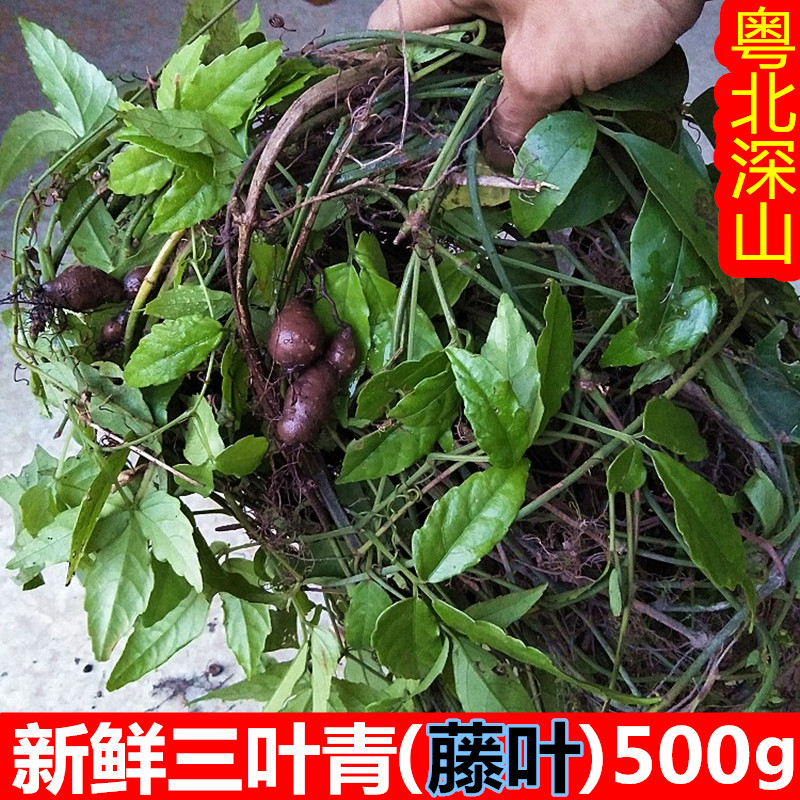 深山新鲜三叶青500g金线吊葫芦野