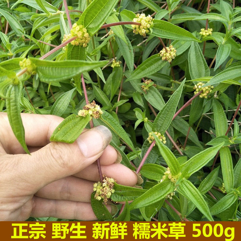 生新鲜糯米藤500g野雾水葛捆仙绳
