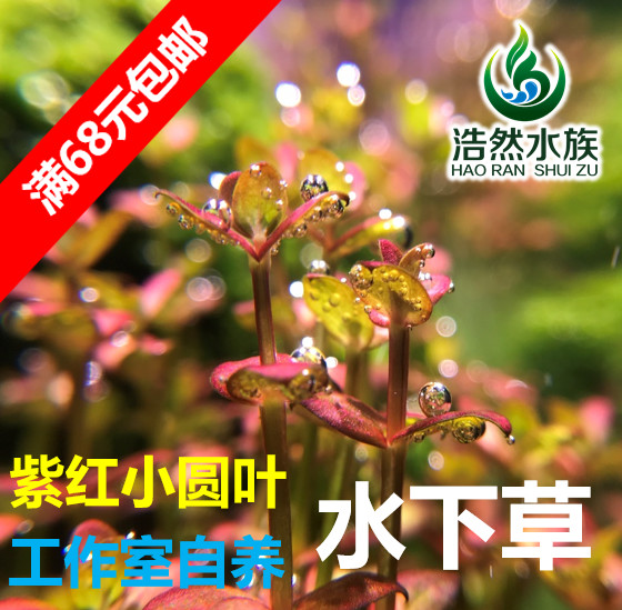 紫红小圆叶 中后景草 水下草 真水草 浩然水族 玩家自养草 满包邮