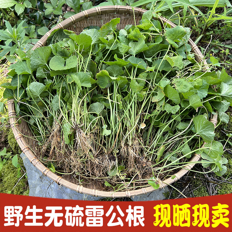 新鲜积雪草野生500g包邮中草药材雷公根崩大碗马蹄草天然散装干货