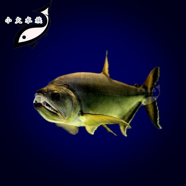 巨暴鱼寿命品牌排名前10位