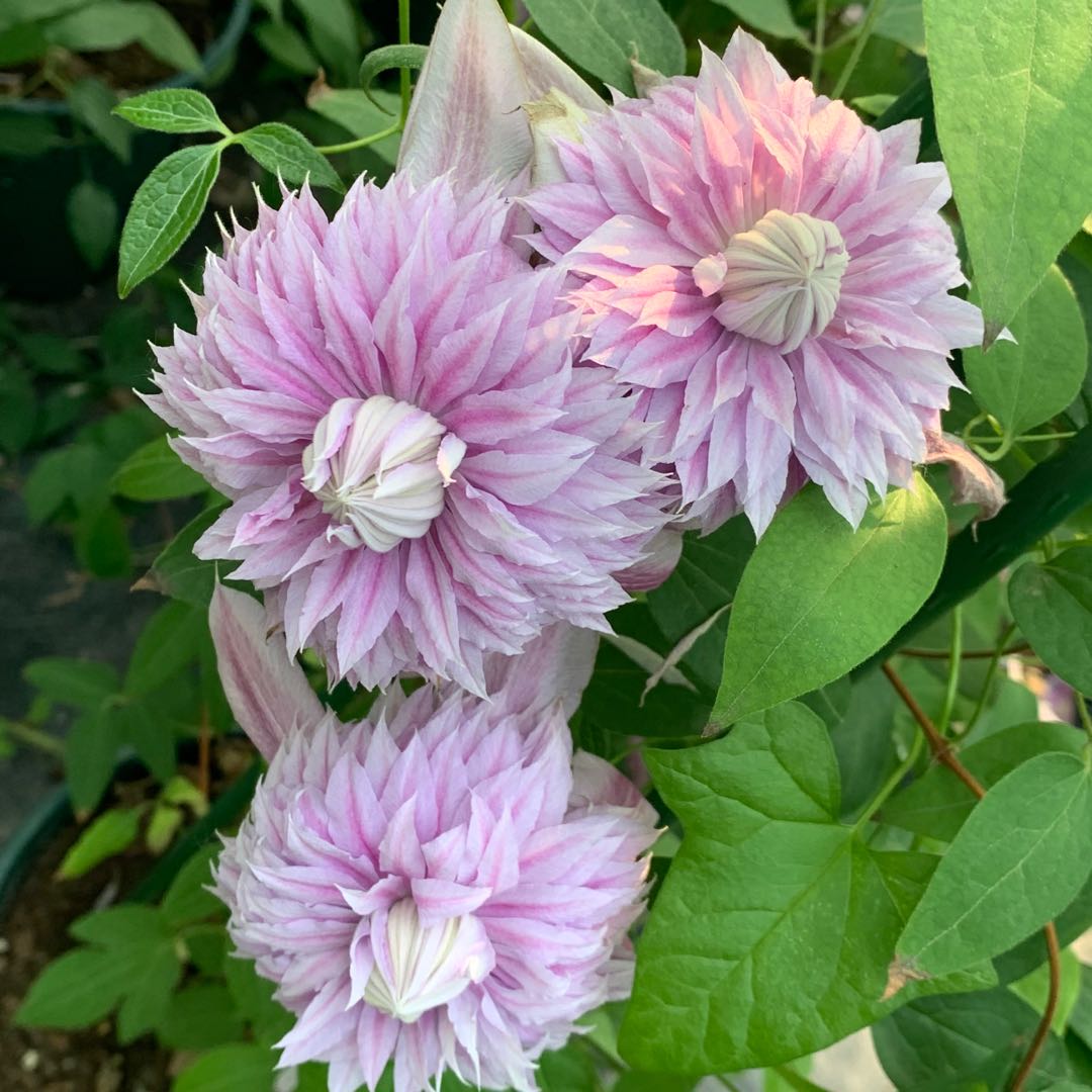円空/约瑟芬铁线莲盆栽花苗阳台庭院多花攀援植物多年生新手易养