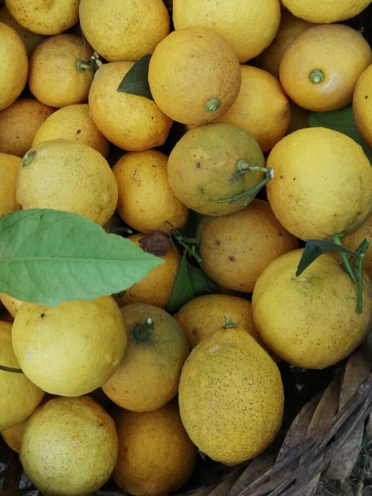 安岳农家有机野生土黄柠檬新鲜水果青柠檬试吃泡水3斤包邮现摘