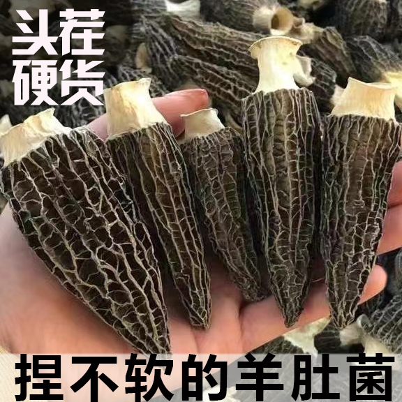 【特级精品】剪柄羊肚菌干货新鲜羊肚