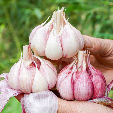 22年云南现挖鲜蒜大蒜头湿蒜紫皮大蒜糖醋蒜腊八蒜农家大蒜