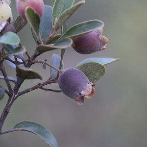广东野生山稔子金桃娘捻子果新鲜棯子果岗菍乌多尼干货包邮泡酒料