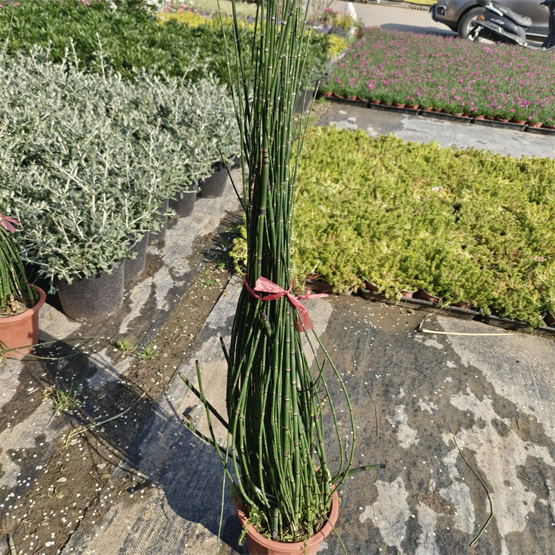 户外水生水养土种两生植物池塘四季 