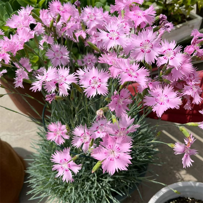 蓝灰石竹 香石竹 多年生常绿植物庭院花卉耐寒耐热花镜绿植易爆盆