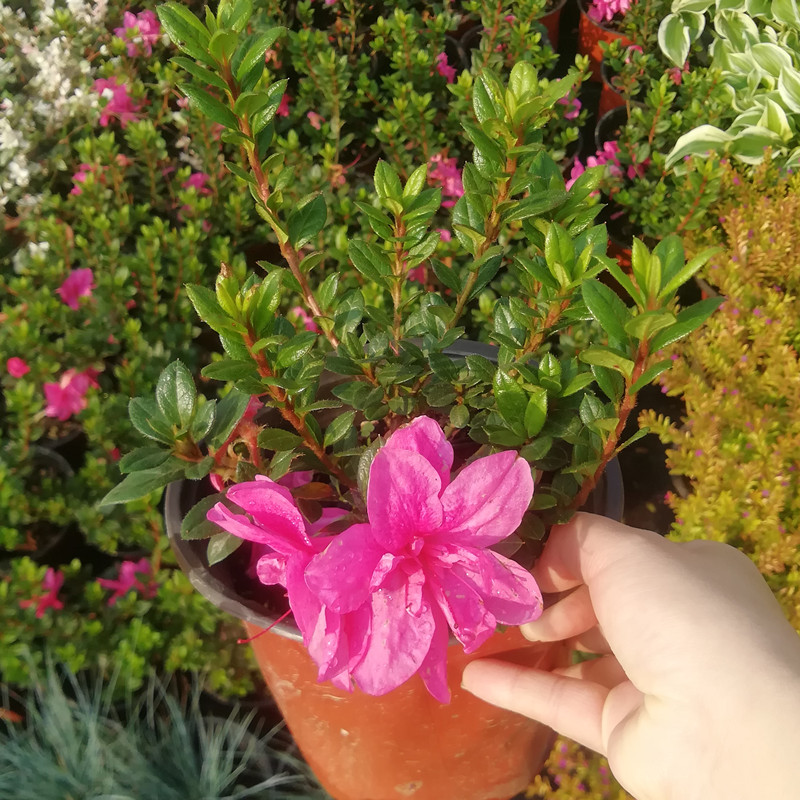 一见就爱安酷矮婆娟四季开花迷你杜鹃阳台庭院常绿耐寒开花灌木花