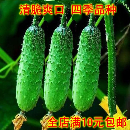 高产水果黄瓜种子节节瓜小黄瓜 阳台盆栽养生黄瓜蔬菜种子春季种
