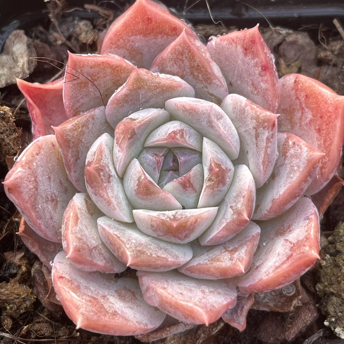 一物一拍恩宠杂 恩宠sp多肉 新品贵货 稀有品种 coco花房