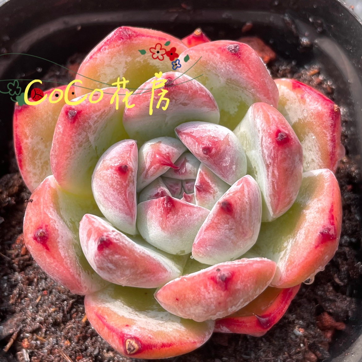 多肉一物一拍北极熊精品控养稀有有多实图拍摄多肉植物