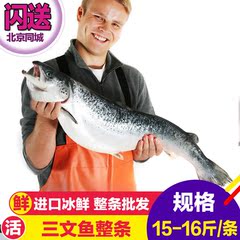 进口空运 冰鲜 三文鱼整条 新鲜刺身 生鱼片 特价65元/斤 15斤1条