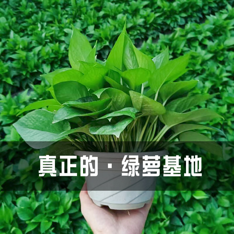 绿萝盆栽花卉植物室内吸除甲醛净化空气长藤垂吊兰大绿箩水培绿植