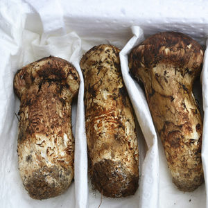 大松茸新鲜图片