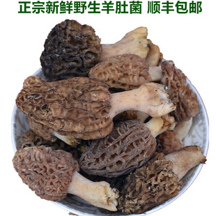 纯野生新鲜羊肚菌500克 云南特产野生菌菇包邮顺丰 羊肚蘑 营养好