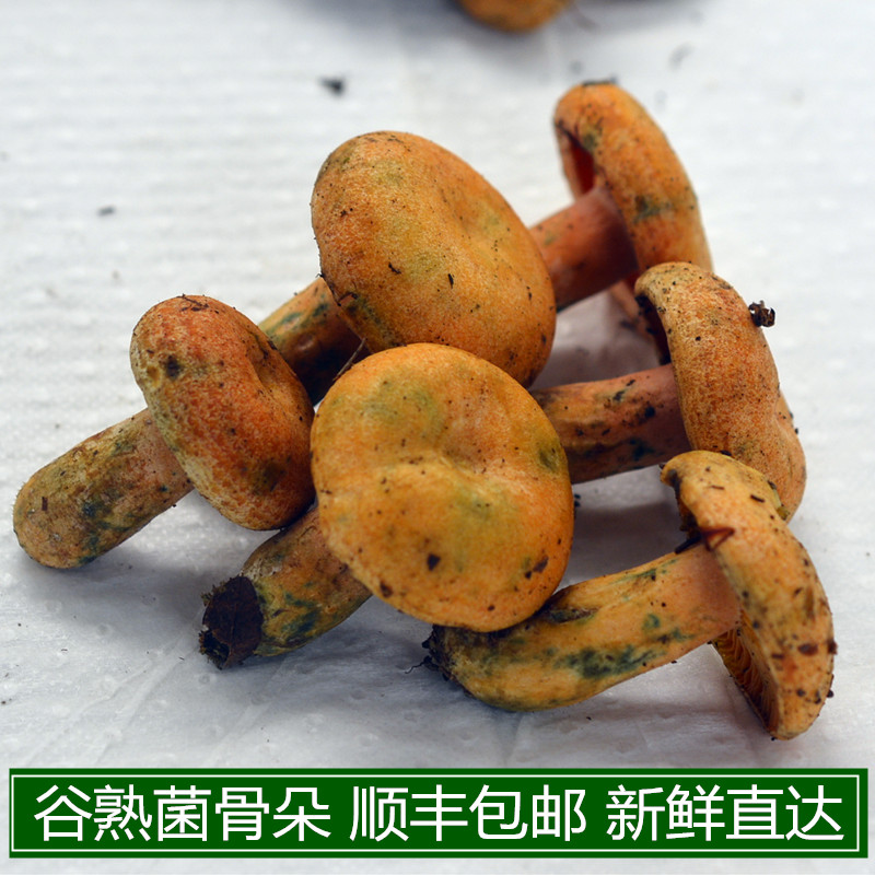 现货新鲜野生谷熟菌现采枞树菌重阳菌