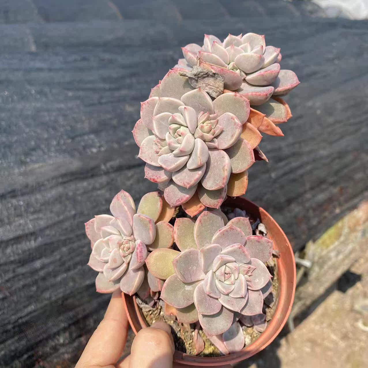 多肉红粉佳人(彩虹糖多肉夏天必死)