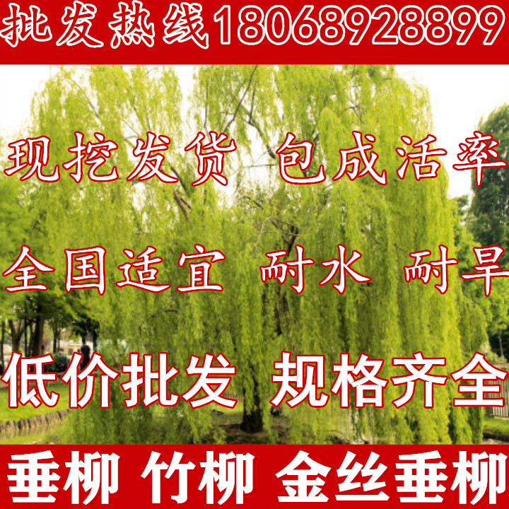 速生竹柳树苗金丝垂柳苗小苗绿化道路河边黄金柳树苗养金蝉柳树苗在类目 鲜花速递/花卉仿真/绿植园艺, 花园植物/行道树/果树, 行道树/乔木中 - 来自Buy2taobao.com提供专业的淘宝代购服务