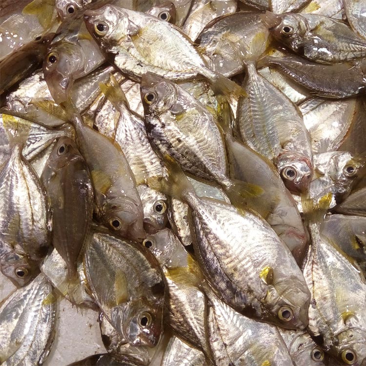 湛江海鲜水产鲜活野生流潺鱼新鲜小海鱼煮汤清蒸油焗好美味