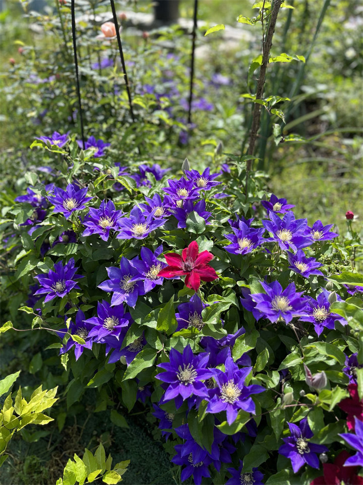 灌园铁线莲 大道铁 矮生丰花  耐寒耐热  铁线莲 4颗包邮2颗起发